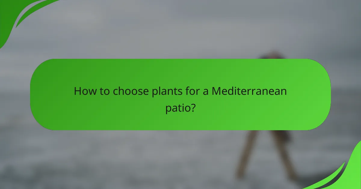 How to choose plants for a Mediterranean patio?